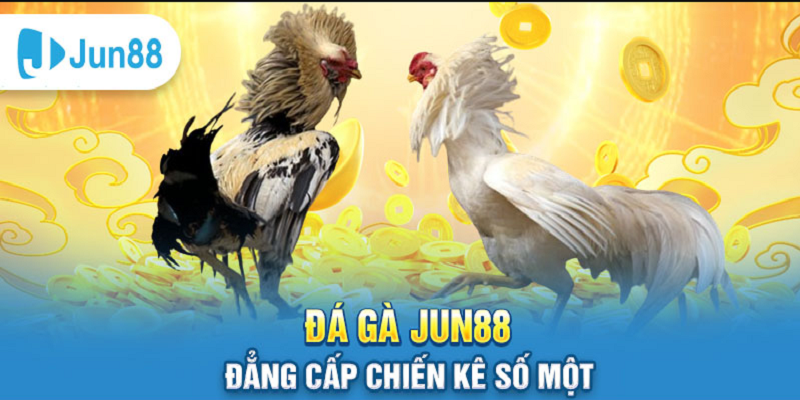 Đá Gà Jun88 – Xem trực tiếp bắt kèo chuẩn nhịp